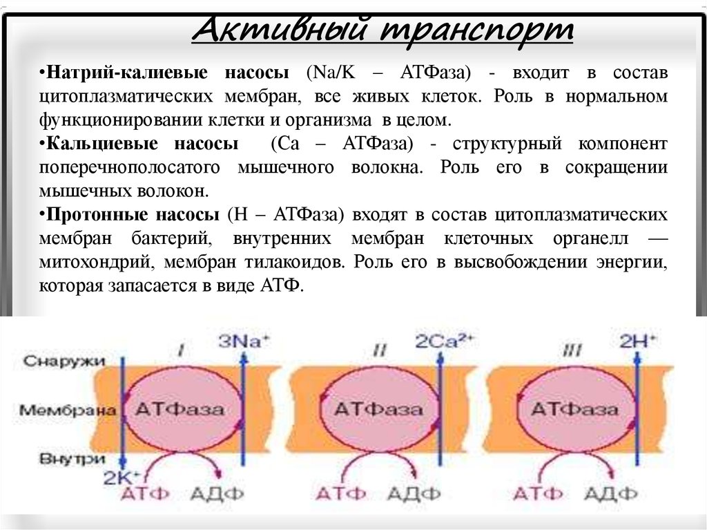 Углеводы в составе клеточной мембраны