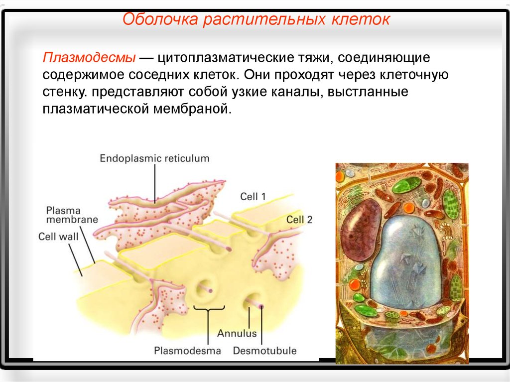 Клеточная мембрана выполняет функцию