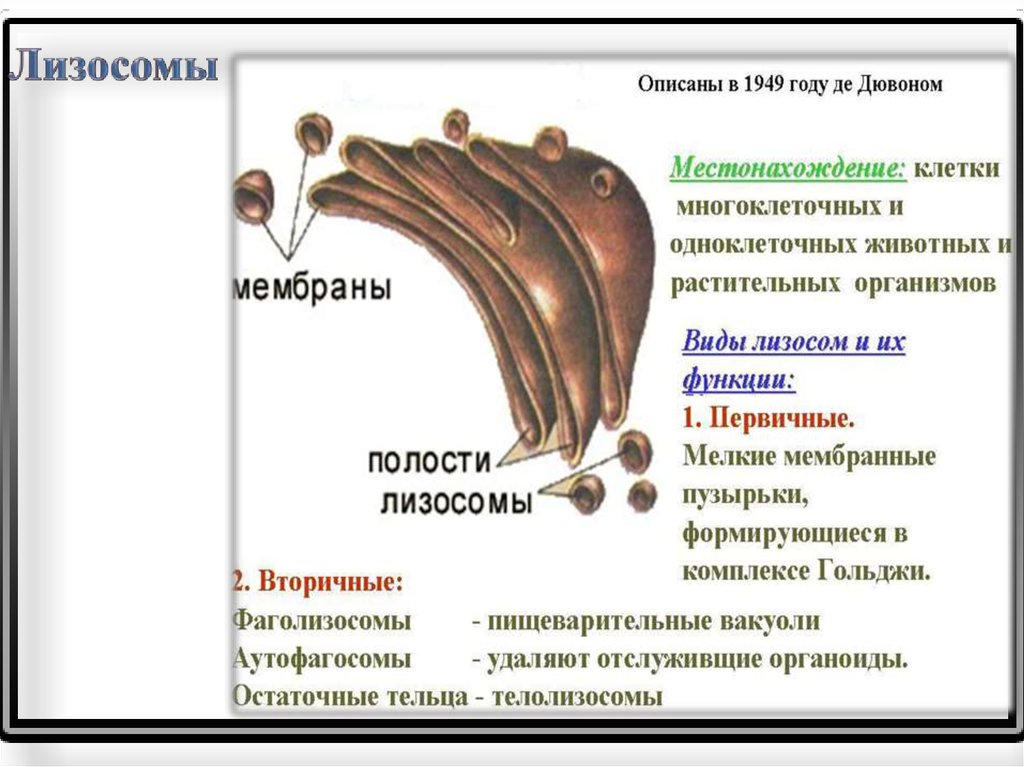 Лизосомы строение и функции