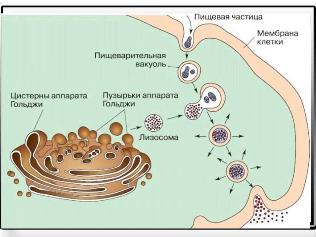 Внутриклеточное пищеварение рисунок