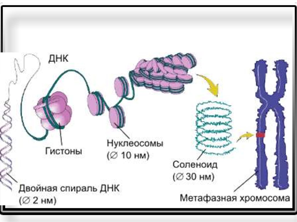 Стадии спирализации хромосом. Уровни компактизации ДНК эукариот. Хромосома ДНК гистоны. Уровни компактизации хромосом эукариот. Хроматин гистоны.