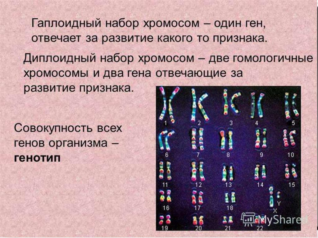 В гаметах человека 23 хромосомы. Кариотип человека диплоидный набор хромосом. Гаплоидный и диплоидный набор хромосом. Абор хромосомгаплоидный н. Диплоидный набор хромосом 1с.