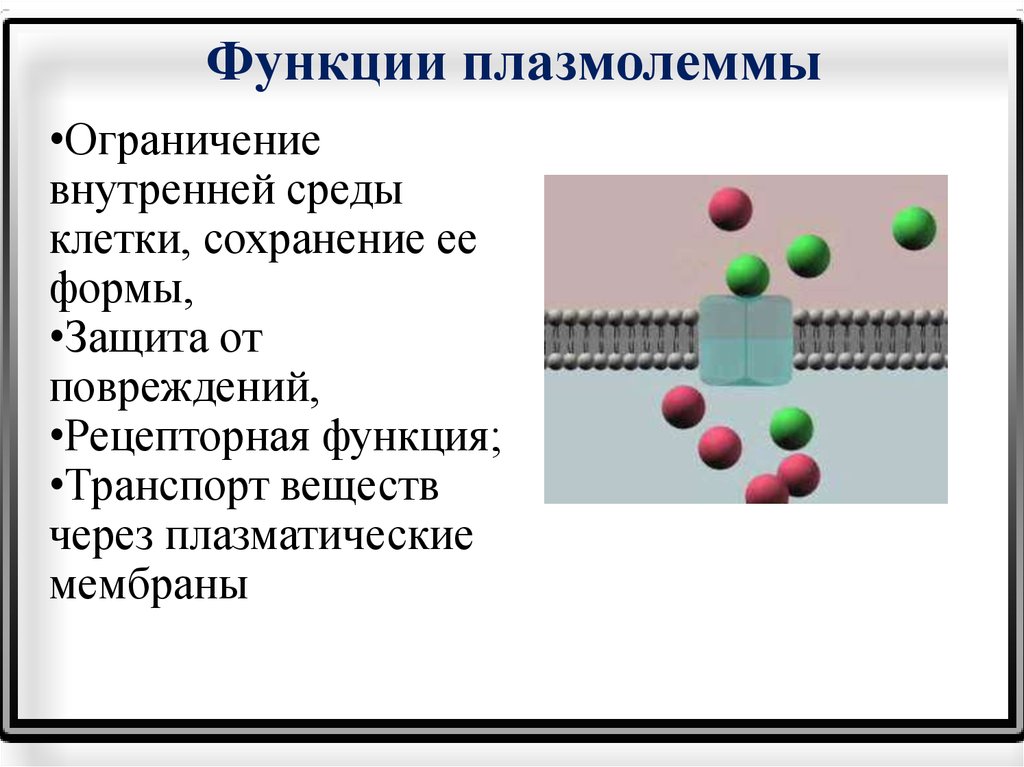 Слои плазмолеммы