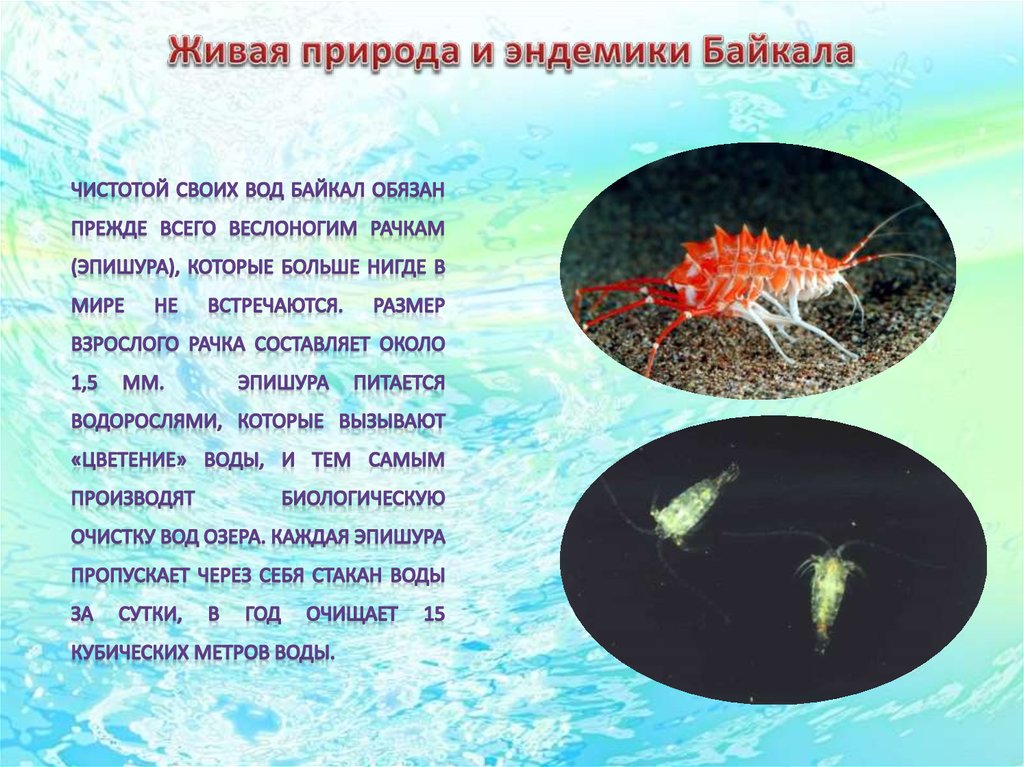 Живые организмы байкала. Рыба эндемик озера Байкал. Обитатели эндемики озера Байкал. Эндемики Байкала презентация.