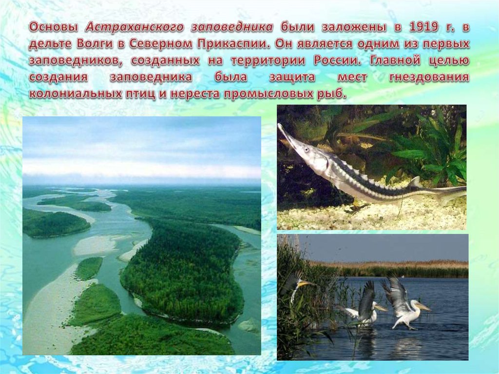 Основы Астраханского заповедника были заложены в 1919 г. в дельте Волги в Северном Прикаспии. Он является одним из первых