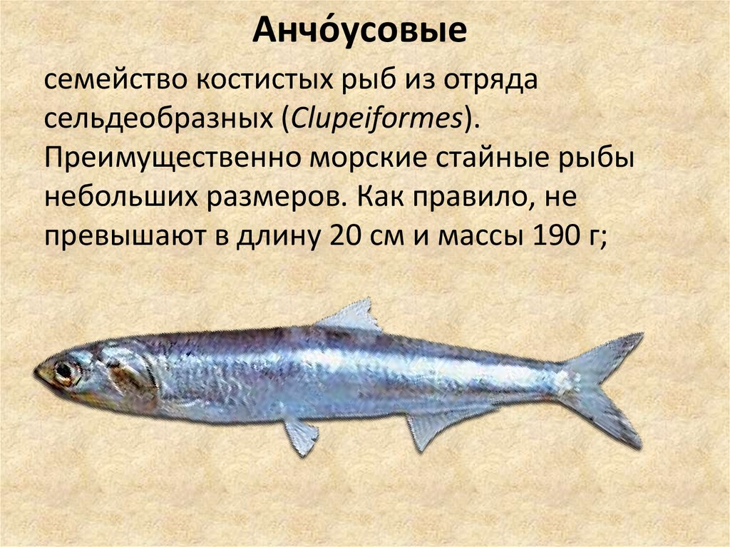 Мелкая рыба семейства. Сельдеобразные анчоусовые. Осетровые Сельдеобразные. Сельдеобразные семейство рыбы семейства. Семейство анчоусовых представители.