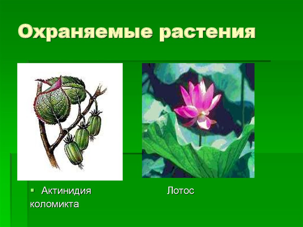 Что сторожил цветок. Охраняемые растения. Охраняемые растения картинки. Охраняемые растения России. Охраняемые растения и животные.