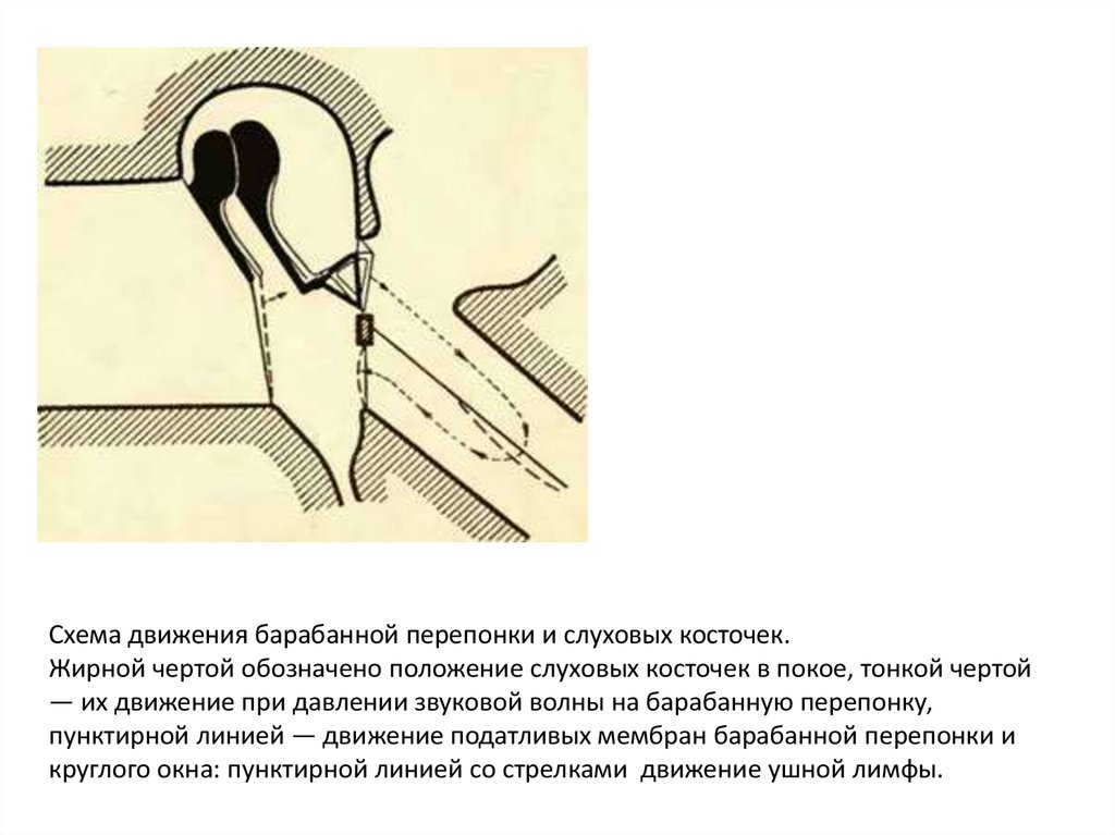 Выравнивает давление на барабанную перепонку. Барабанная перепонка схема. Движение слуховых косточек. Выравнивает давление в среднем ухе.