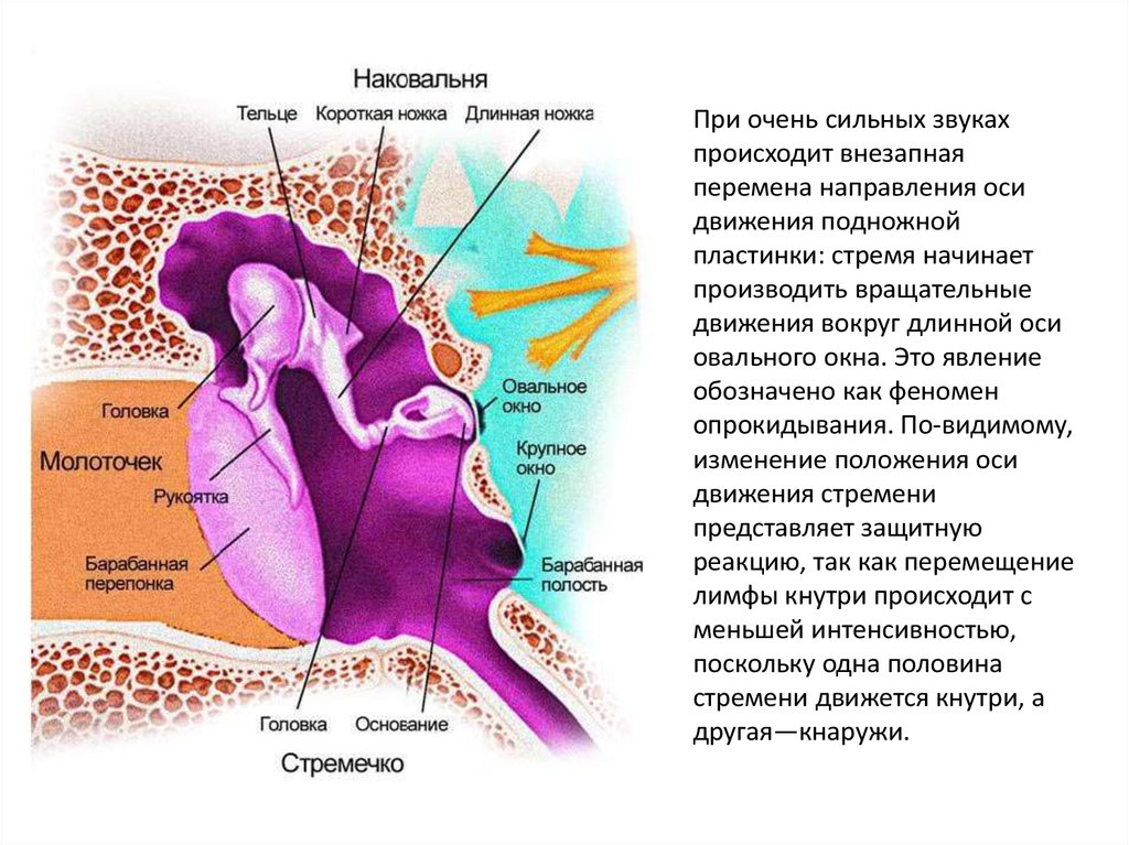 Орган слуха гистология презентация