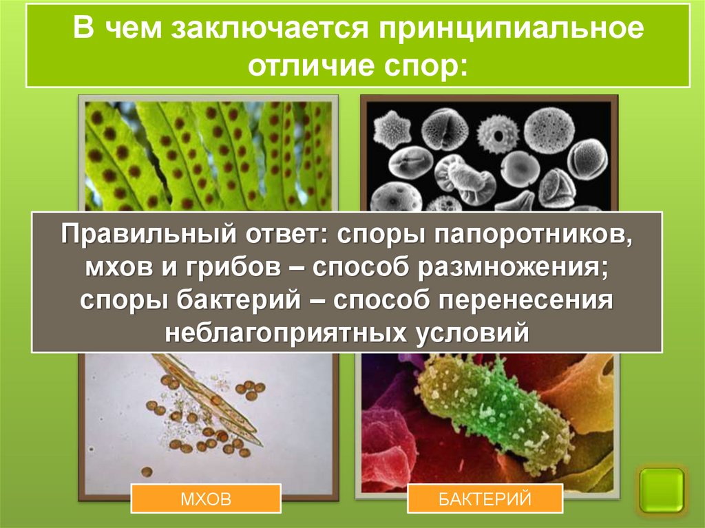 2 верных ответа спор бактерий