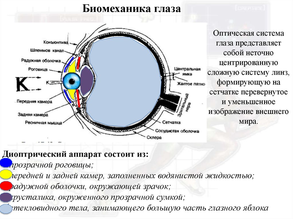 К оптической системе глаза относятся роговица хрусталик. Диоптрический аппарат глаза состоит. Передняя и задняя камеры глаза. Оптическая система глаза. Биомеханика аккомодации.