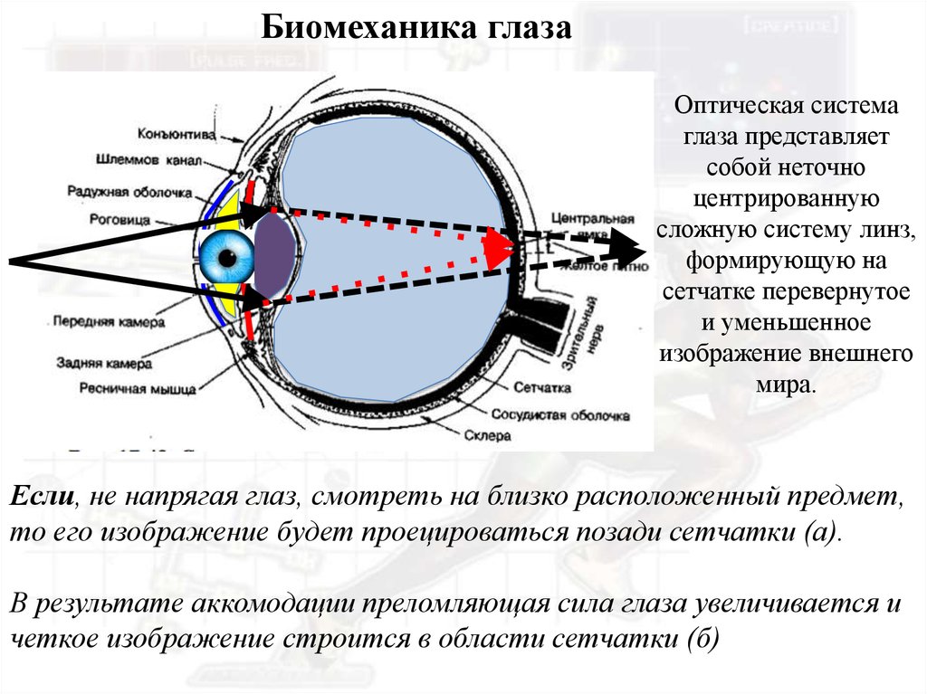 Изображение пропадает если оно расположено впереди сетчатки. Глаз биомеханика. Глаз представляет собой центрированную оптическую систему. Биомеханика глаза презентация. Что представляет собой оптическая система глаза.