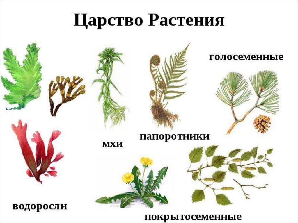 Основные группы царства растений