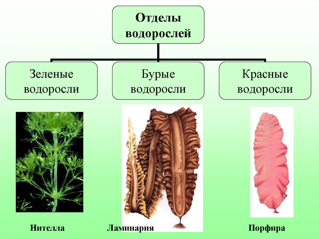 Признаки отдела водоросли