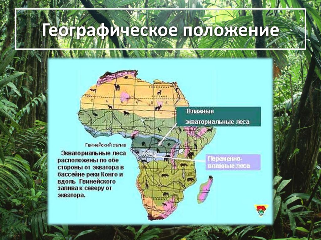 Зона субтропических лесов на карте. Влажные экваториальные леса Африки география 7 класс. Экваториальные леса Африки растительный мир. Африка влажные экваториальные леса растительность и животный мир. Влажный экваториальный лес на карте Африки.