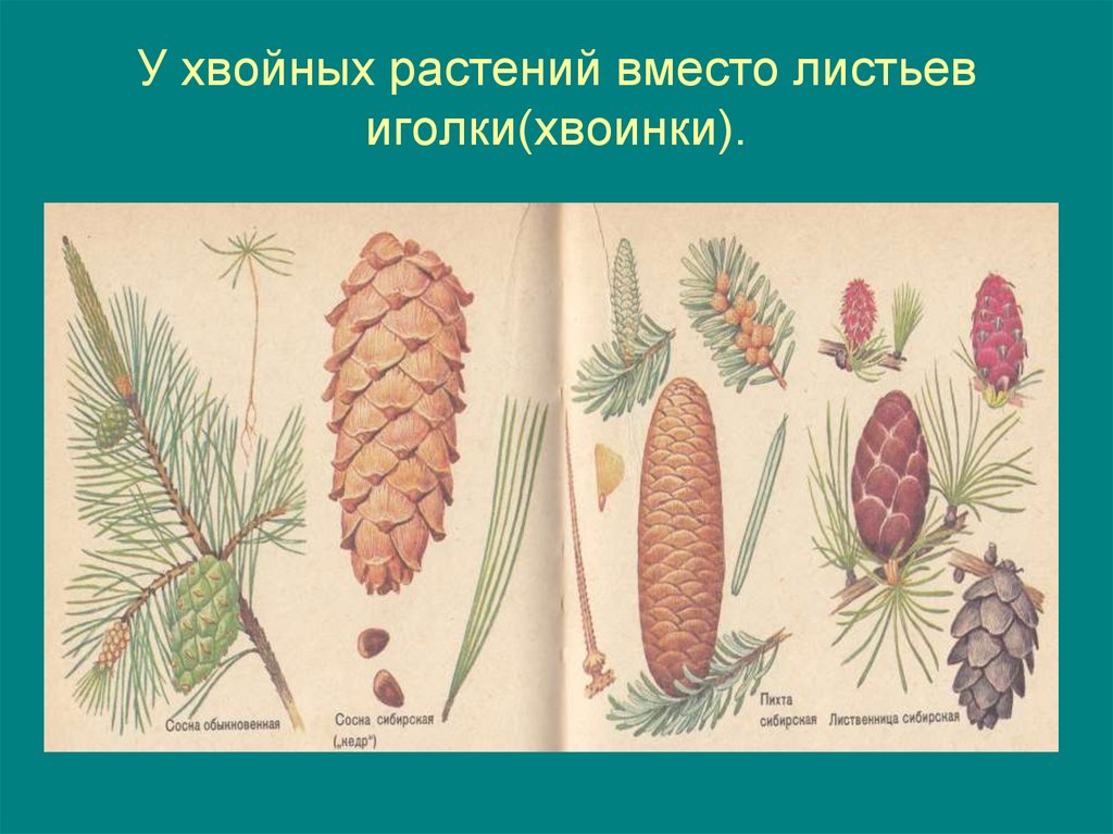 Вместо листьев. Видоизмененный лист хвойных растений. Листья и хвоинки. Лист хвойного растения. У растений листья в виде хвоинок.