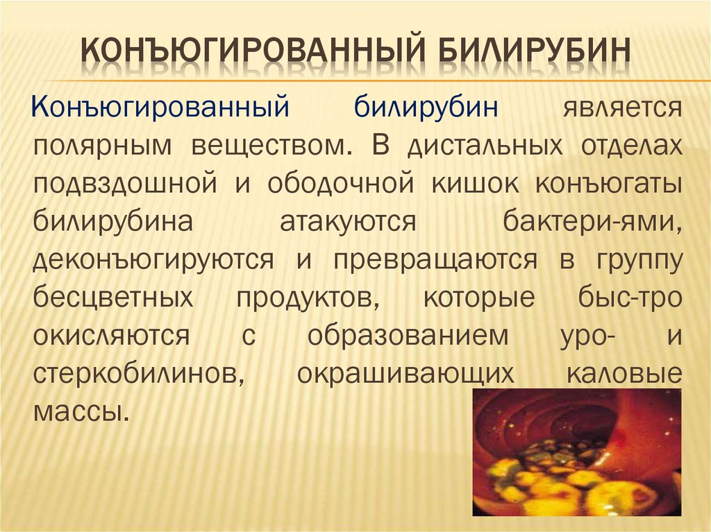 Супы при повышенном билирубине