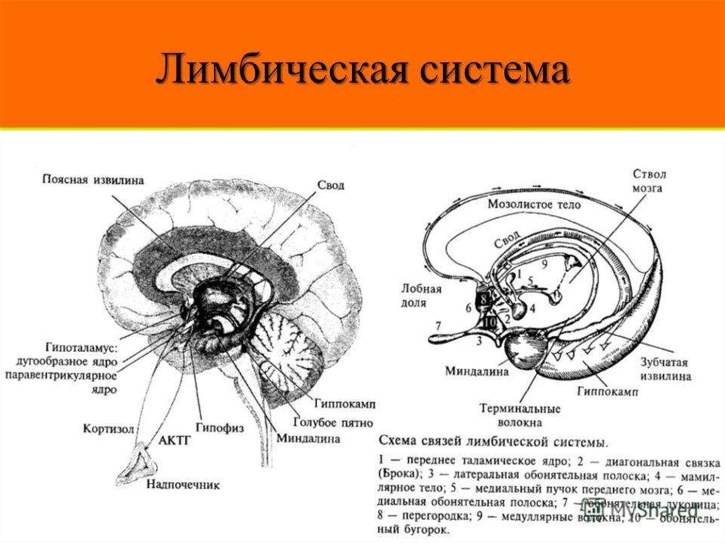 Лимбическая структура мозга. Структуры лимбической системы головного мозга. Лимбическая система строение схема. Лимбическая система головного мозга строение. Схема лимбической системы мозга.