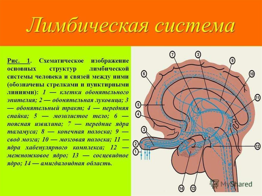 Обонятельные доли мозга. Структуры лимбической системы головного мозга функции. Лимбическая система головного мозга строение. Обонятельный мозг и лимбическая система. Структуры головного мозга, относящиеся к лимбической системе..