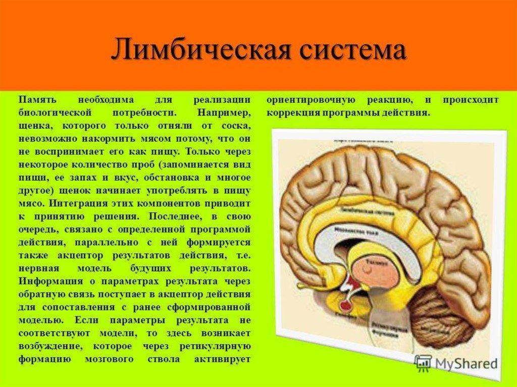 Лимбическая структура мозга. Лимбическая система головного мозга строение.