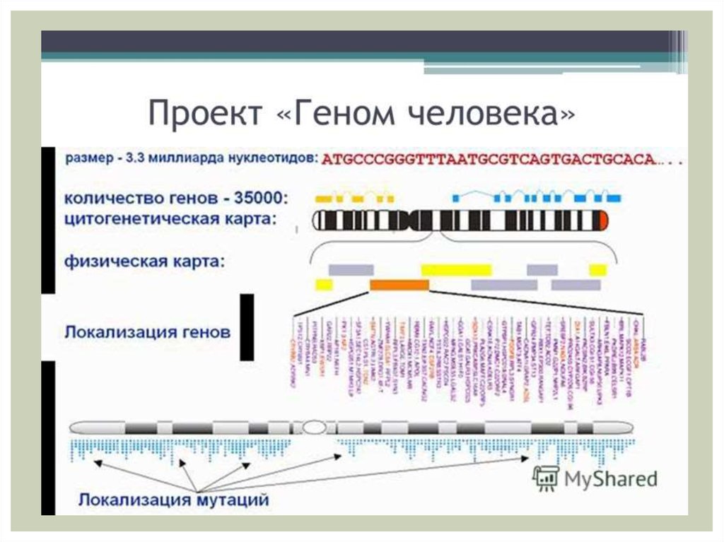 Геном человека схема