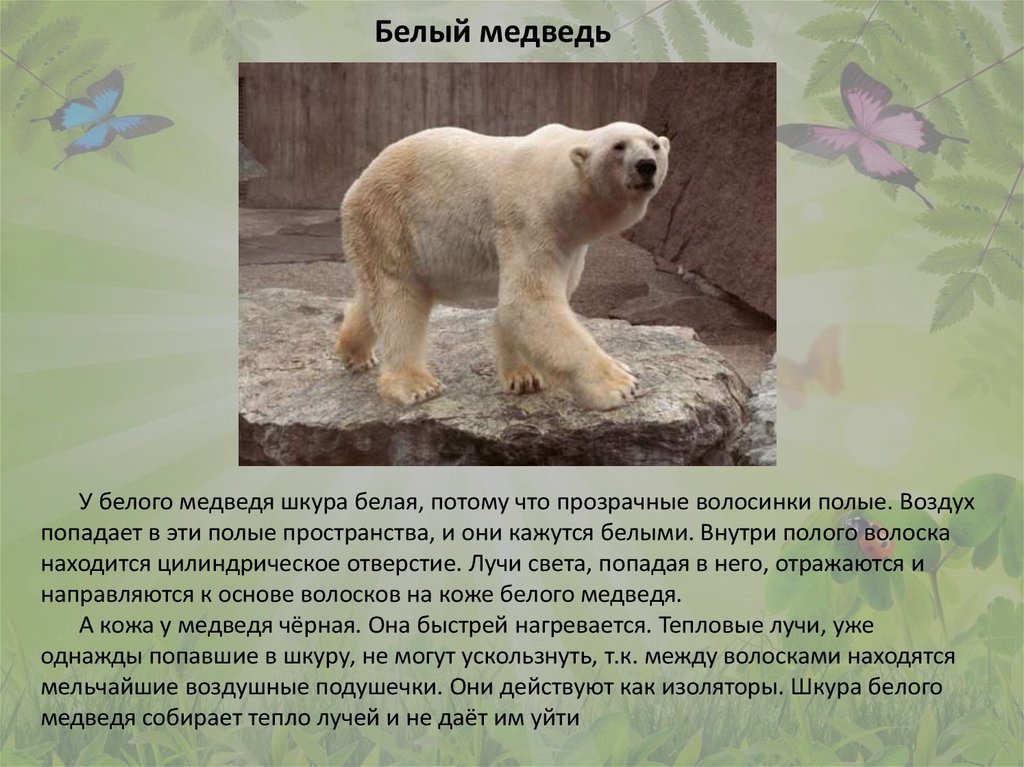 Белый медведь приспособление к среде обитания. Приспособление к среде белого белого медведя. Адаптации белого медведя к среде обитания. Приспособление белого медведя к его среде обитания.