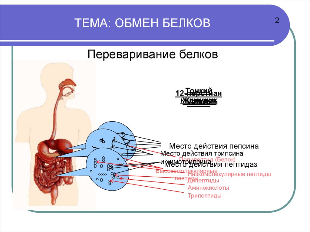 Обмен белков презентация