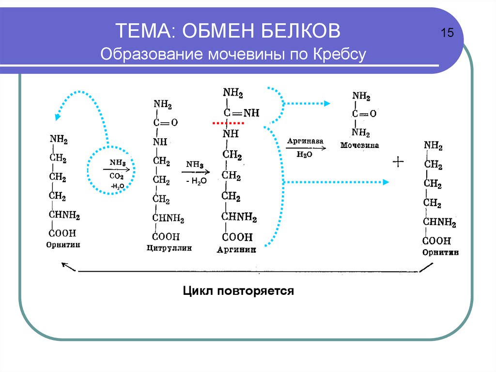 Тема обмен. Образование белков. Реакция образования белка. Как образуется белок. Образование мочевины белок.