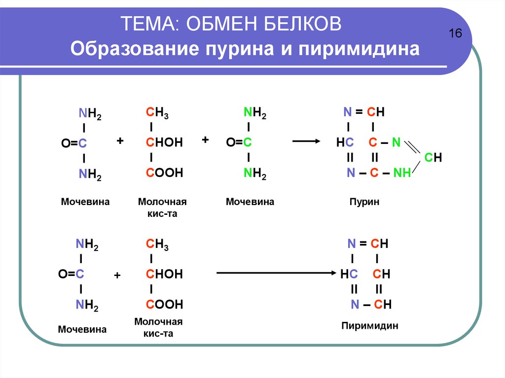 Образование белков. Реакция образования белков. Схема образования белков. Образование молекулы белка.