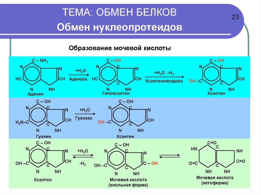 Белкова обмена. Енольная форма мочевой кислоты. Мочевая кислота кето и енольная формы. Таутомерная форма мочевой кислоты. Мочевая кислота кето енольная.