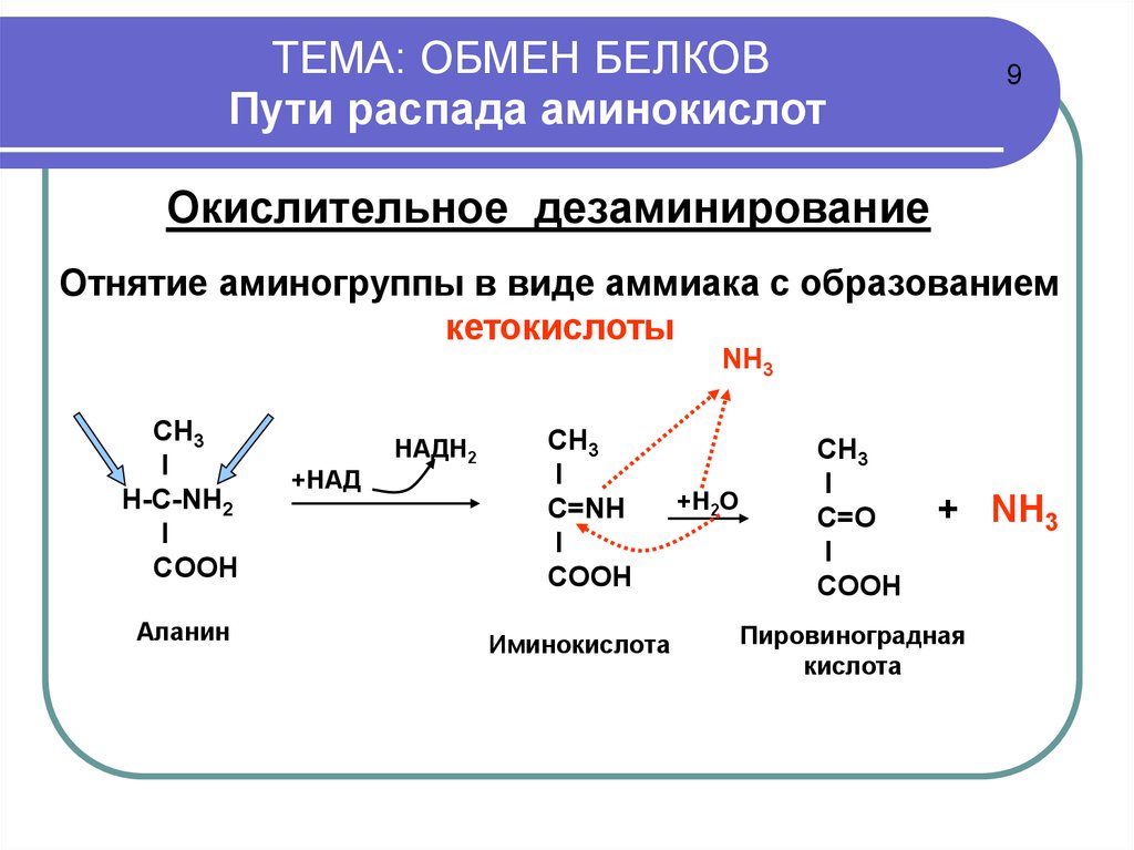 Продукты распада белка. Общая схема путей распада аминокислот.. Схема конечных продуктов распада аминокислот. Синтез аминокислот биохимия таблица. Пути распада аминокислот до конечных продуктов.