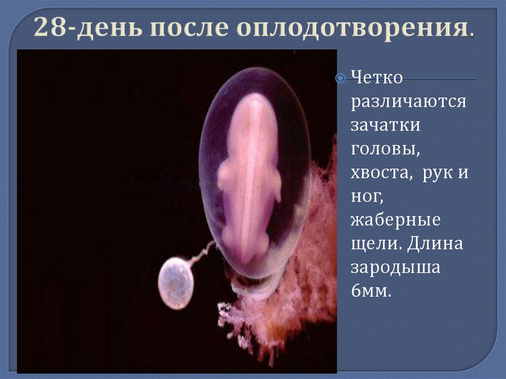 Развитие зародыша после оплодотворения. Внутриутробное оплодотворение. Оплодотворение и формирование зародыша.