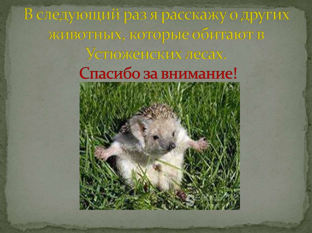 В следующий раз я расскажу о других животных, которые обитают в Устюженских лесах. Спасибо за внимание!