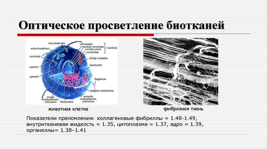 Оптическое просветление биотканей