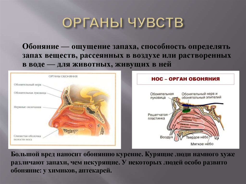 Развитие органа обоняния