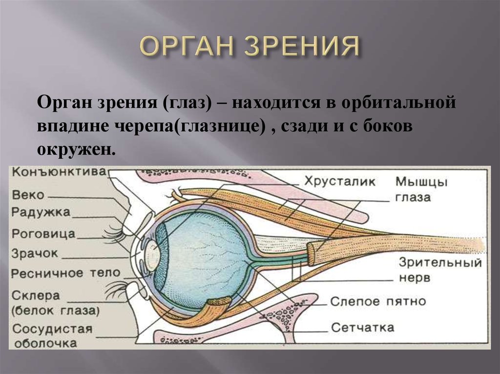 Практическая работа изучение строения органа зрения. Орган зрения. Орган зрения презентация. Эволюция органов зрения. Органы чувств орган зрения.