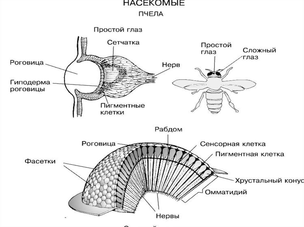 Эволюция органов зрения