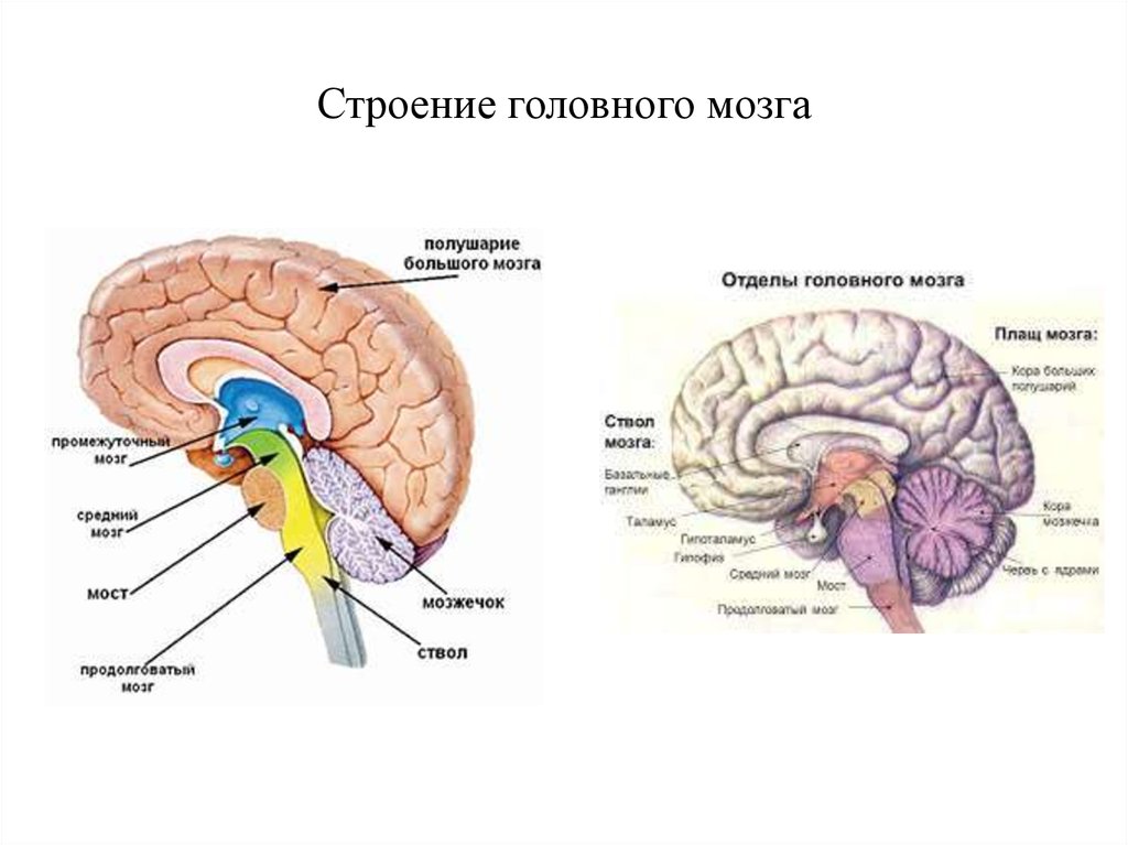 Какие отделы головного мозга выделяют. Схема строения отделов головного мозга. Структура отделов головного мозга схема. Головной мозг строение анатомия схема. Схема внутреннего строения головного мозга.