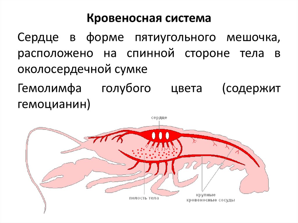 Кровеносная система паукообразных. Гемолимфа членистоногих. Гемолимфа у ракообразных. Гемолимфа у рыб. Гемолифми у ракообразных это.