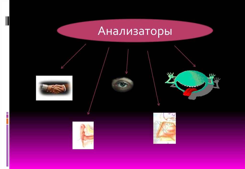 Анализаторы презентация пименова