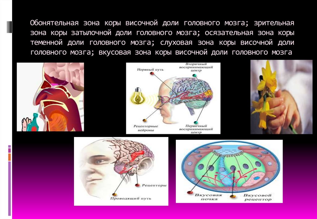 Обонятельный мозг презентация