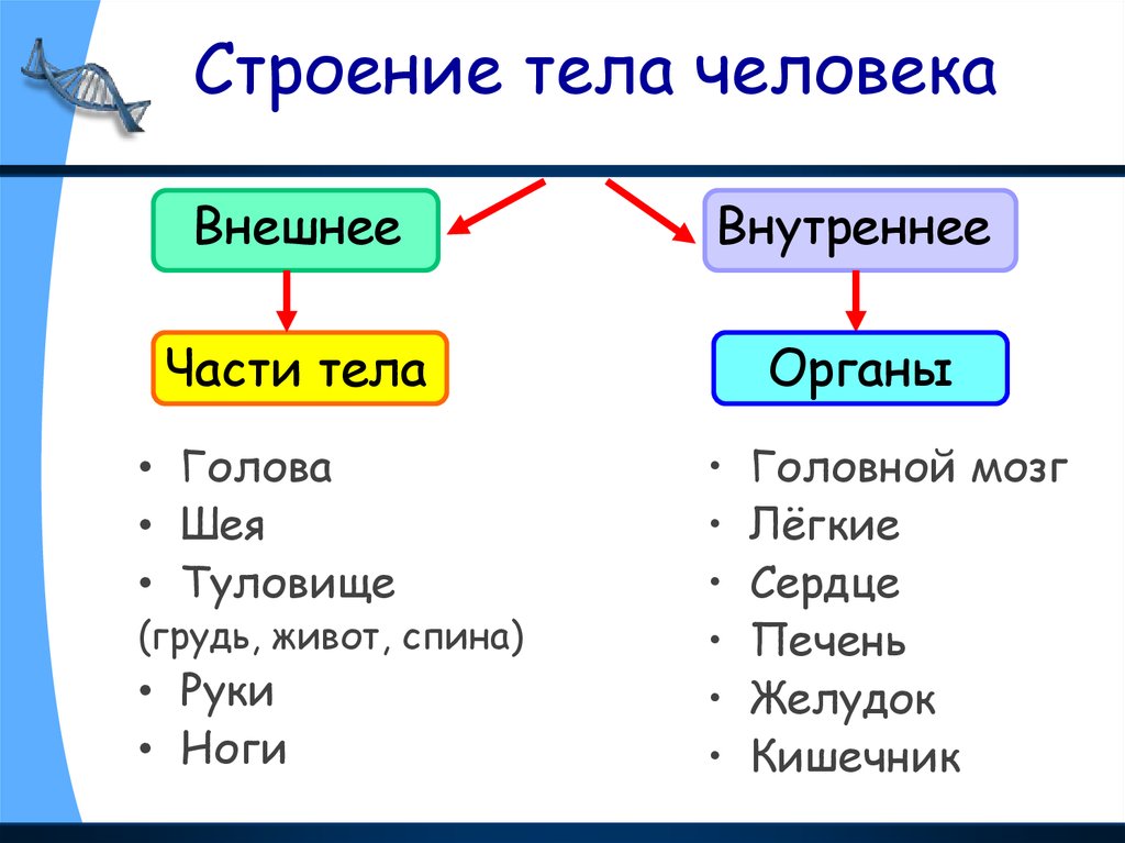 Строение тела отделы