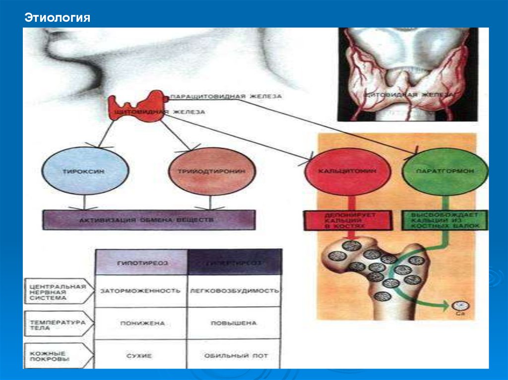 Презентация по физиологии щитовидная железа