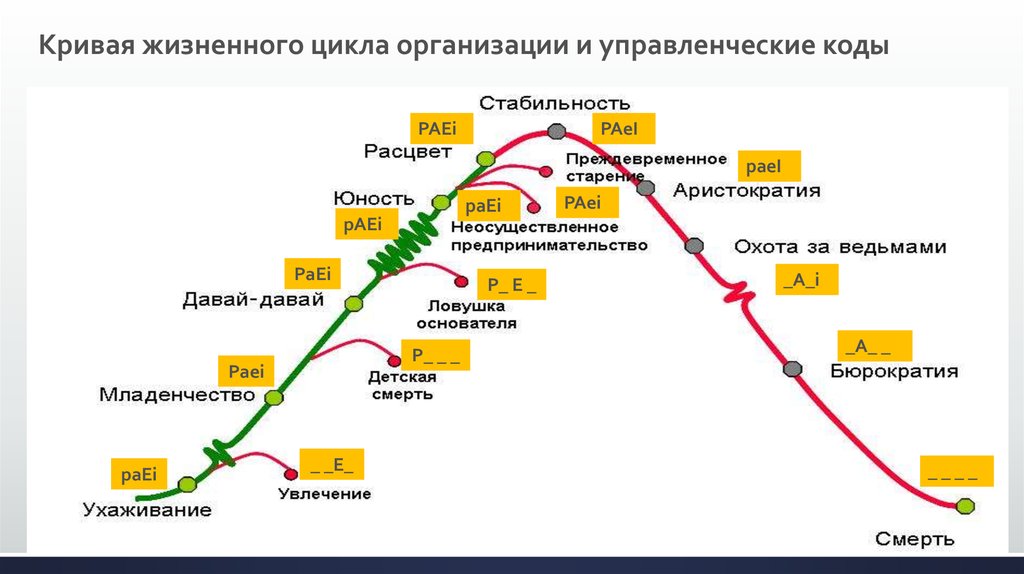 Стадии цикла развития