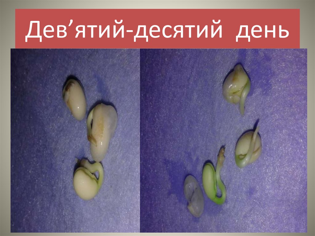 Дев’ятий-десятий день