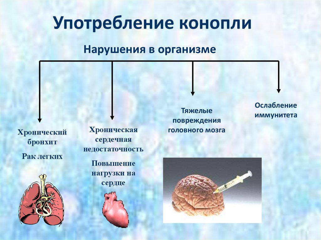 Нарушать организм. Влияние марихуаны на лёгкие. Марихуана влияние на сердечно-сосудистую систему. Воздействие наркотиков на сердце. Влияние наркотиков на сердечно сосудистую систему человека.