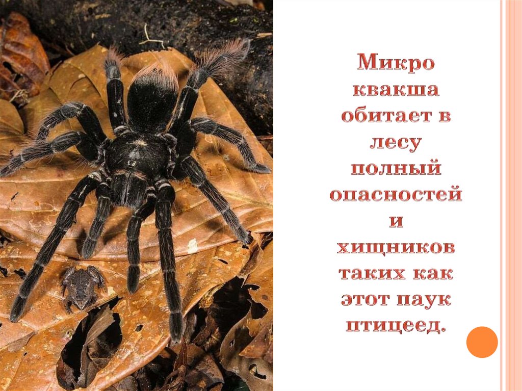 Микро квакша обитает в лесу полный опасностей и хищников таких как этот паук птицеед.
