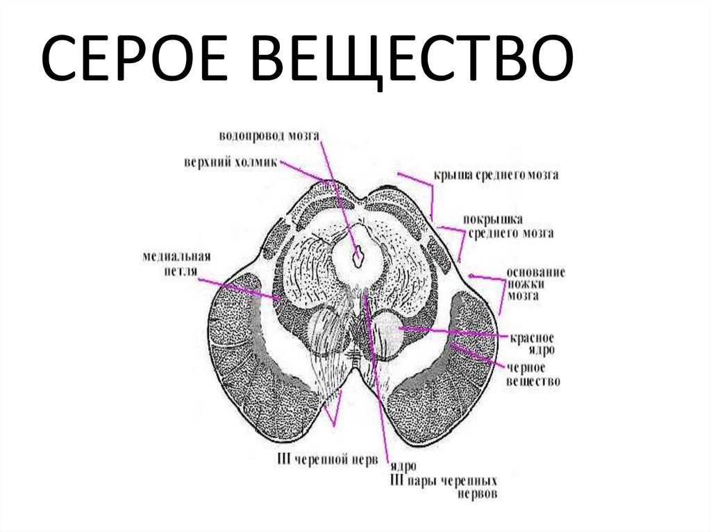 Серый мозг. Покрышка ножек среднего мозга. Серое вещество среднего мозга. Функции серого вещества среднего мозга. Средний мозг структуры серого вещества.