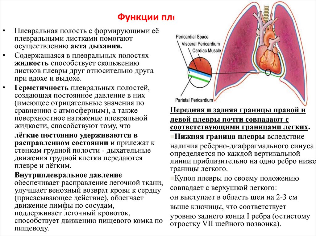 Синусы плевры картинка