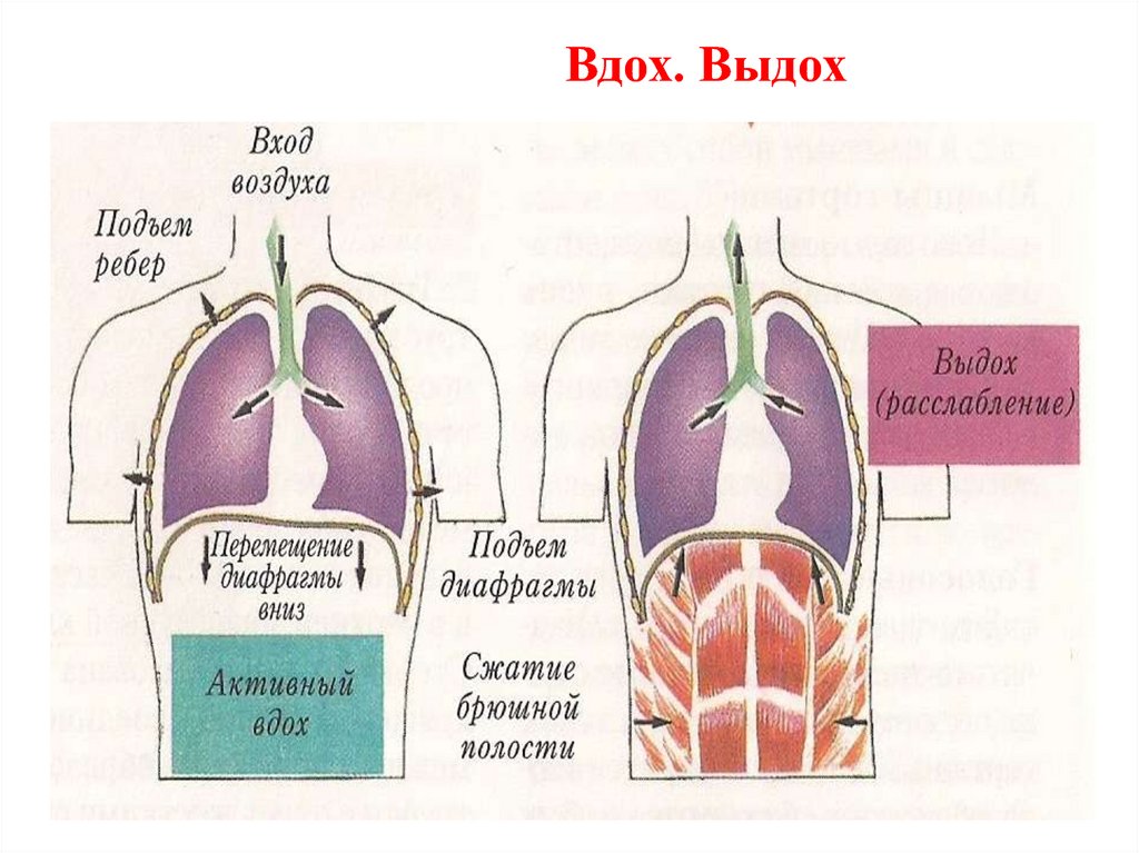 Картинка вдох и выдох